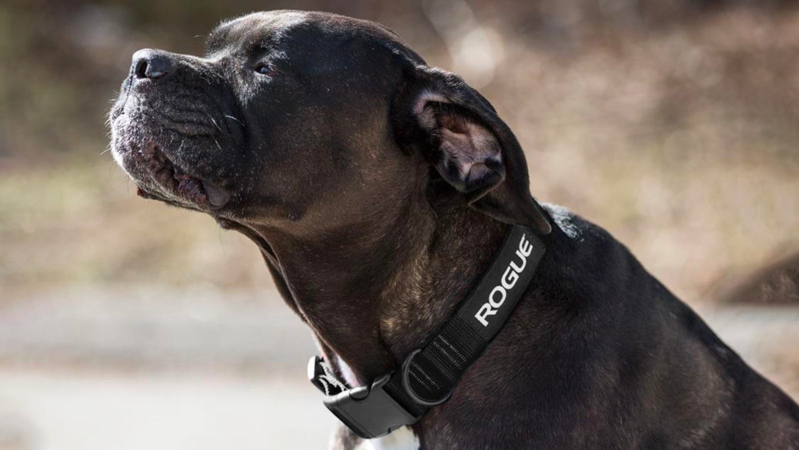 Rogue Nylon Dog Collar Rogue Fitness